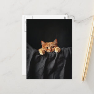 Schattige oranje kat kijkt naar je briefkaart