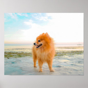 Schattige oranje Pomeranian in het zand op het str Poster