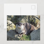 SCHATTIGE OTER BRIEFKAART (Voorkant / Achterkant)