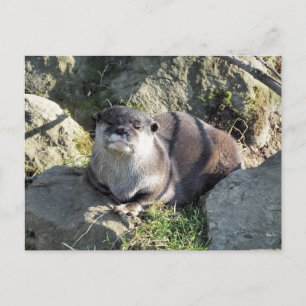 SCHATTIGE OTER BRIEFKAART