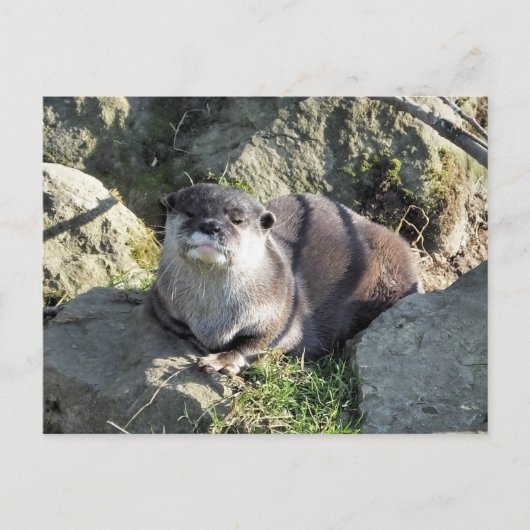 SCHATTIGE OTER BRIEFKAART (Voorkant)