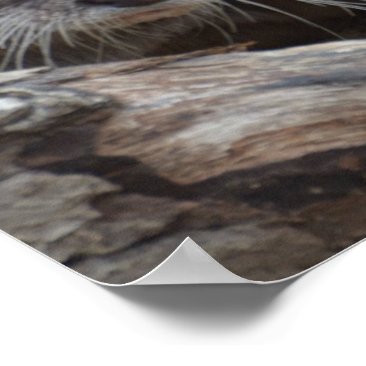 Schattige otter poster (Hoek)