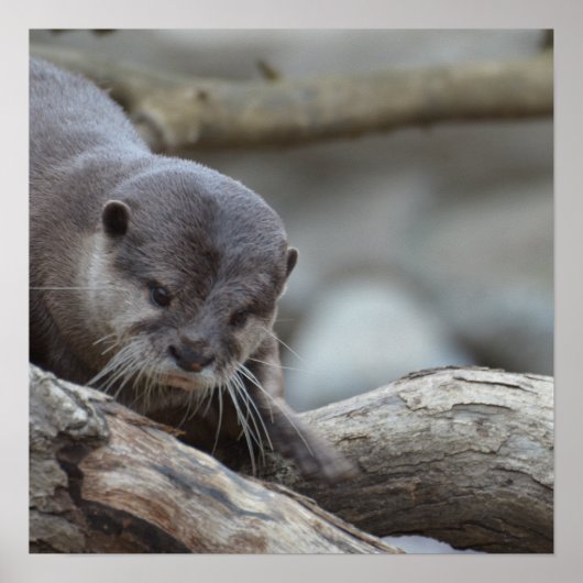 Schattige otter poster (Voorkant)