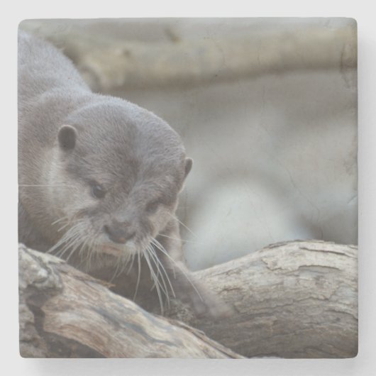 Schattige otter stenen onderzetter (Voorkant)