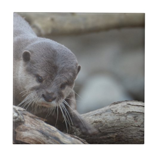 Schattige otter tegeltje (Voorkant)