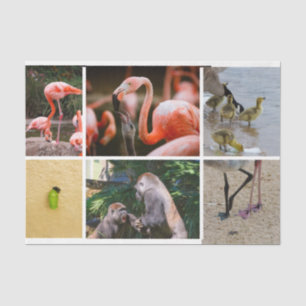 Schattige Ouderschap Dieren Schattige levensfasen Tissuepapier