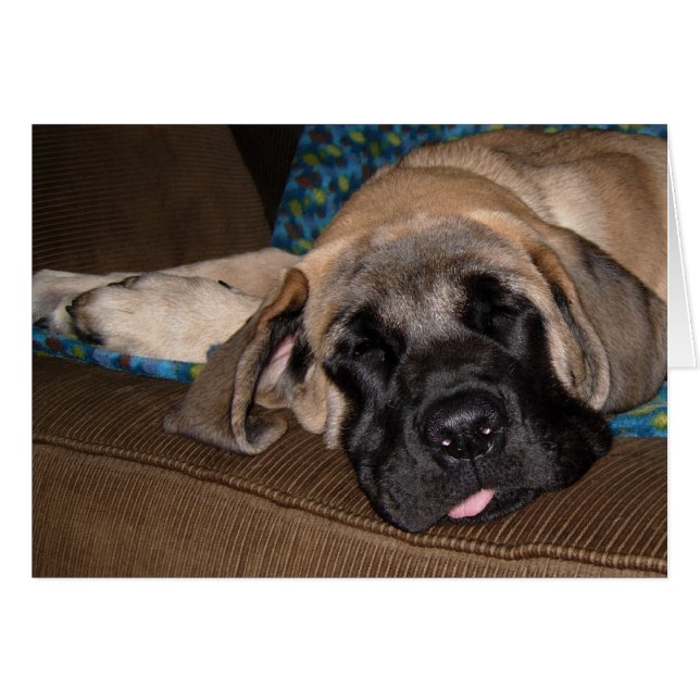 Schattige oversized pup (Voorkant Horizontaal)