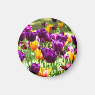Schattige paarse en gele tulpen  magneet