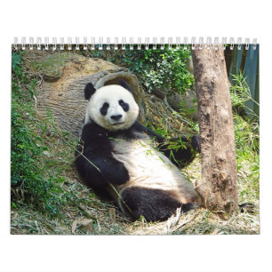 Schattige Panda Beren Mooie Natuur Fotografie Kalender
