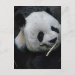 Schattige Panda die Bamboe Eet Ansichtkaart Briefkaart