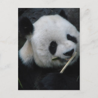 Schattige Panda die Bamboe Eet Ansichtkaart Briefkaart