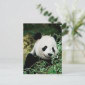 Schattige Panda Photo Briefkaart (Staand voorkant)