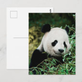 Schattige Panda Photo Briefkaart (Voorkant / Achterkant)