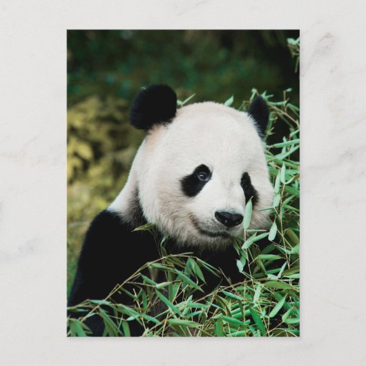 Schattige Panda Photo Briefkaart (Voorkant)