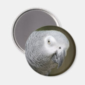 schattige papegaai magneet (Voorkant / Achterkant)