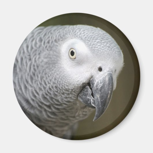 schattige papegaai magneet (Voorkant)
