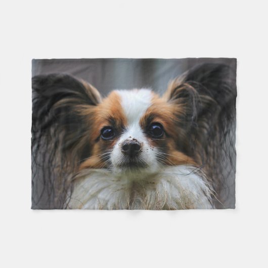Schattige Papillon Speelgoed Spaniel Hondenfotogra Fleece Deken (Voorkant (Horizontaal))
