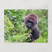 Schattige Peek-A-Boo Gorilla Briefkaart (Voorkant)