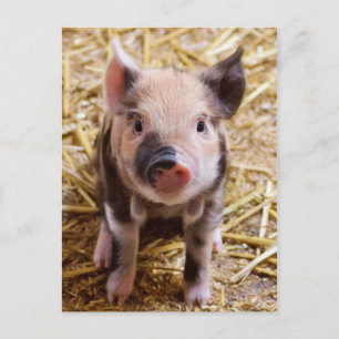 Schattige PIglet-Briefkaart Briefkaart