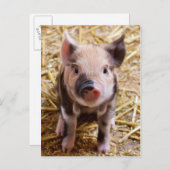 Schattige PIglet-Briefkaart Briefkaart (Voorkant / Achterkant)