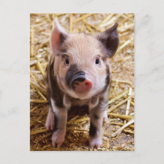 Schattige PIglet-Briefkaart Briefkaart (Voorkant)