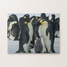 Schattige pinguïn familie Arctic Wildlife