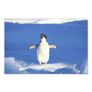 Schattige Pinguïn Foto Afdruk