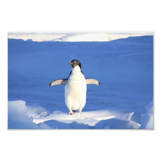 Schattige Pinguïn Foto Afdruk (Voorkant)