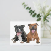 Schattige Pit Bull Puppy Hond Hallo Pitbull Briefkaart (Staand voorkant)