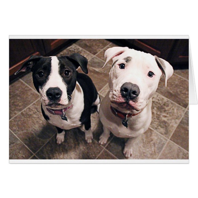 schattige pitbull puppy's honden (Voorkant Horizontaal)