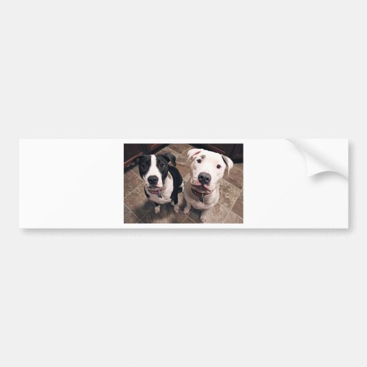 schattige pitbull puppy's honden bumpersticker (Voorkant)
