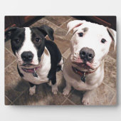 schattige pitbull puppy's honden fotoplaat (Voorkant)