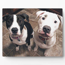 schattige pitbull puppy's honden