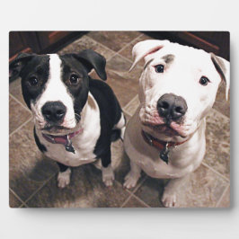 schattige pitbull puppy's honden fotoplaat