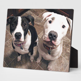 schattige pitbull puppy's honden fotoplaat