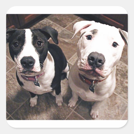 schattige pitbull puppy's honden vierkante sticker (Voorkant)