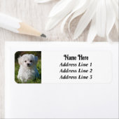 Schattige pluizig wit maltees puppy hond retouradr etiket (Insitu)