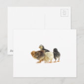 schattige pluizige kuikens briefkaart (Voorkant / Achterkant)