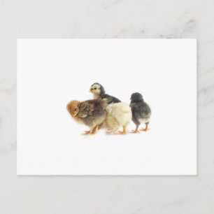 schattige pluizige kuikens briefkaart