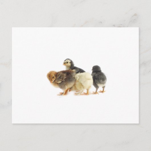 schattige pluizige kuikens briefkaart (Voorkant)