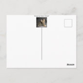 Schattige pluizige tabby kat baby "beterschap"  briefkaart (Achterkant)