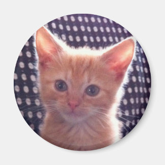Schattige poes kat rode room magneet