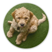 Schattige pop keramische knop (Voorkant)