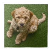 Schattige pop tegeltje (Voorkant)