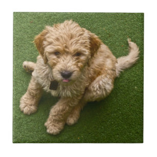 Schattige pop tegeltje