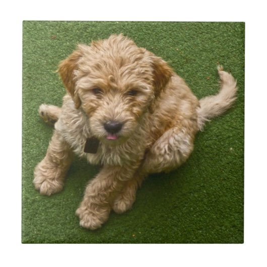 Schattige pop tegeltje (Voorkant)