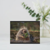 Schattige Porcupine Briefkaart (Staand voorkant)
