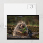 Schattige Porcupine Briefkaart (Voorkant / Achterkant)