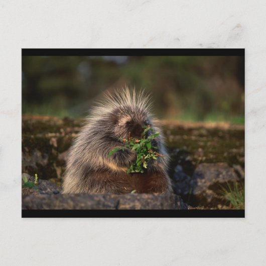 Schattige Porcupine Briefkaart (Voorkant)