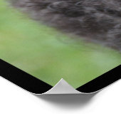 Schattige Portugese waterhond Poster (Hoek)